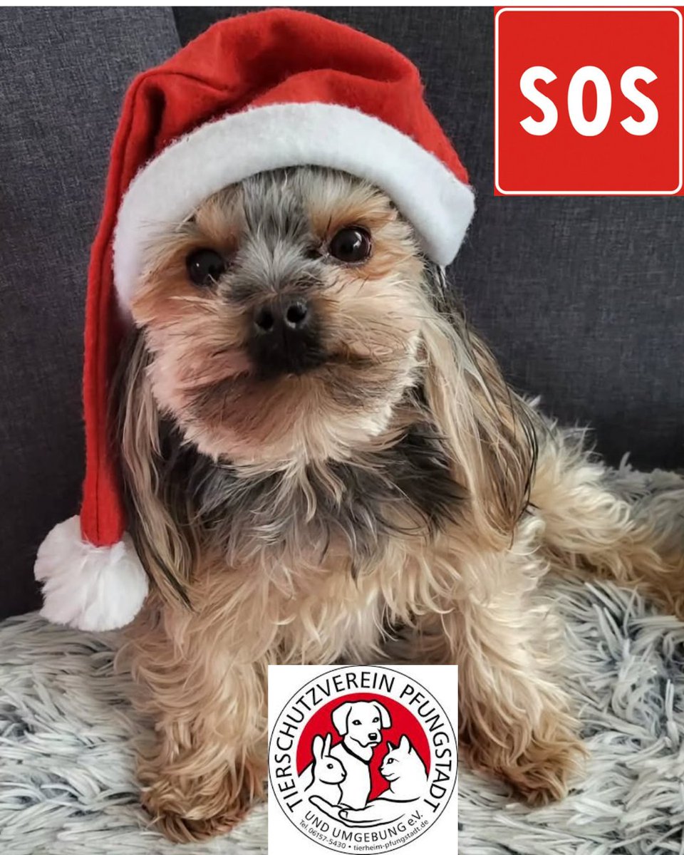 Ravid V. Aloni tweet media