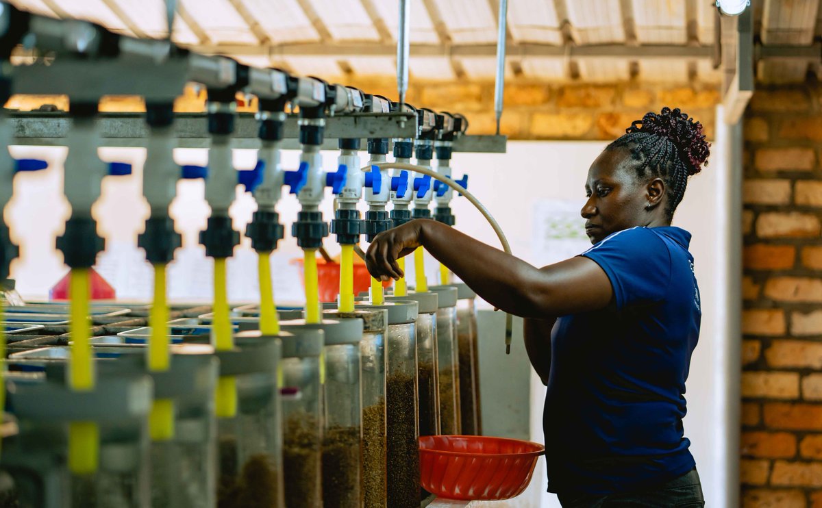 Kivuchoice's tweet photo. Every fish we raise is a testament to the hard work, innovation, and commitment of our team. We’re not just farming fish, we’re building a future where sustainable practices ensure access to nutritious, affordable food for all. #KivuChoice #SustainableFarming #FreshRwandanTilapia https://t.co/TPNdMl2xZI
