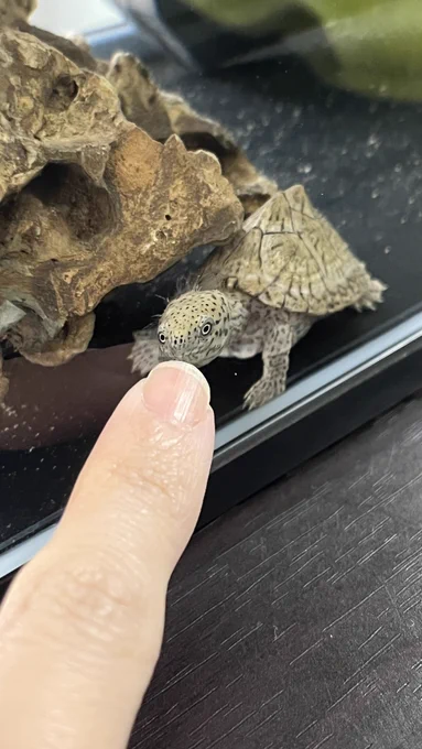 「ご飯の時間?」まだです。 #カブトニオイガメ #亀 