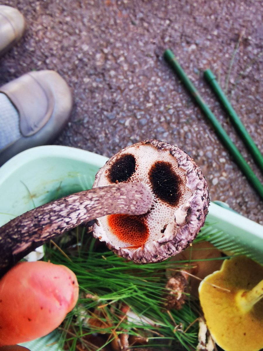 letaotao61010's tweet photo. Yes,I encountered a phantom in Yunnan.松塔牛肝菌.
#mushrooms 
#mushroomMonday
#fungi 
#fungifriday 
#mushroomoftheday
#strobilomycesstrobilaceus 
#Boletaceae https://t.co/lTAOq3pGiU