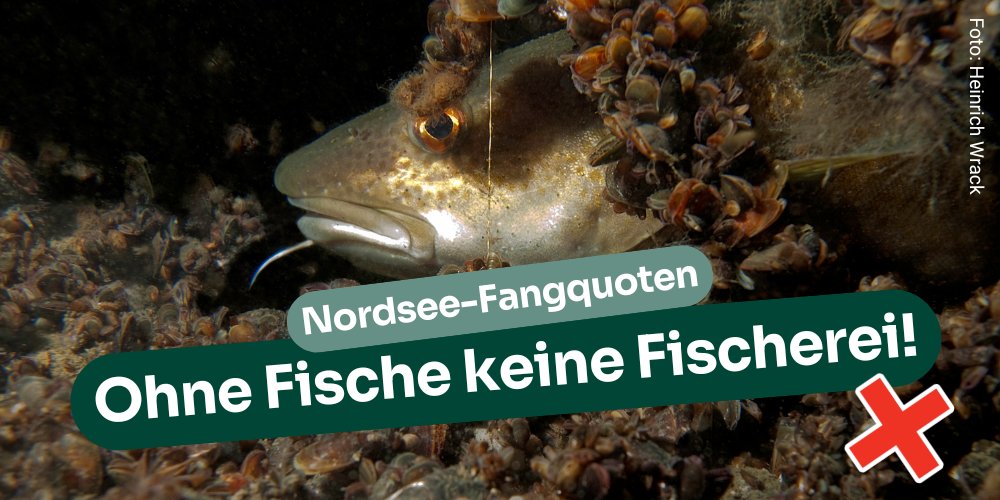🐟-#Fangquoten-Verhandlungen drehen sich zu oft um kurzfristigen Profit statt nachhaltige #Fischerei. Doch die Nordsee braucht einen Wandel. @bmel <a href="/cem_oezdemir/">Cem Özdemir</a> Erholung u. Wiederaufbau müssen Priorität haben, für Meere, Menschen u. das Klima! #AGRIFISH bund.net/fileadmin/user…