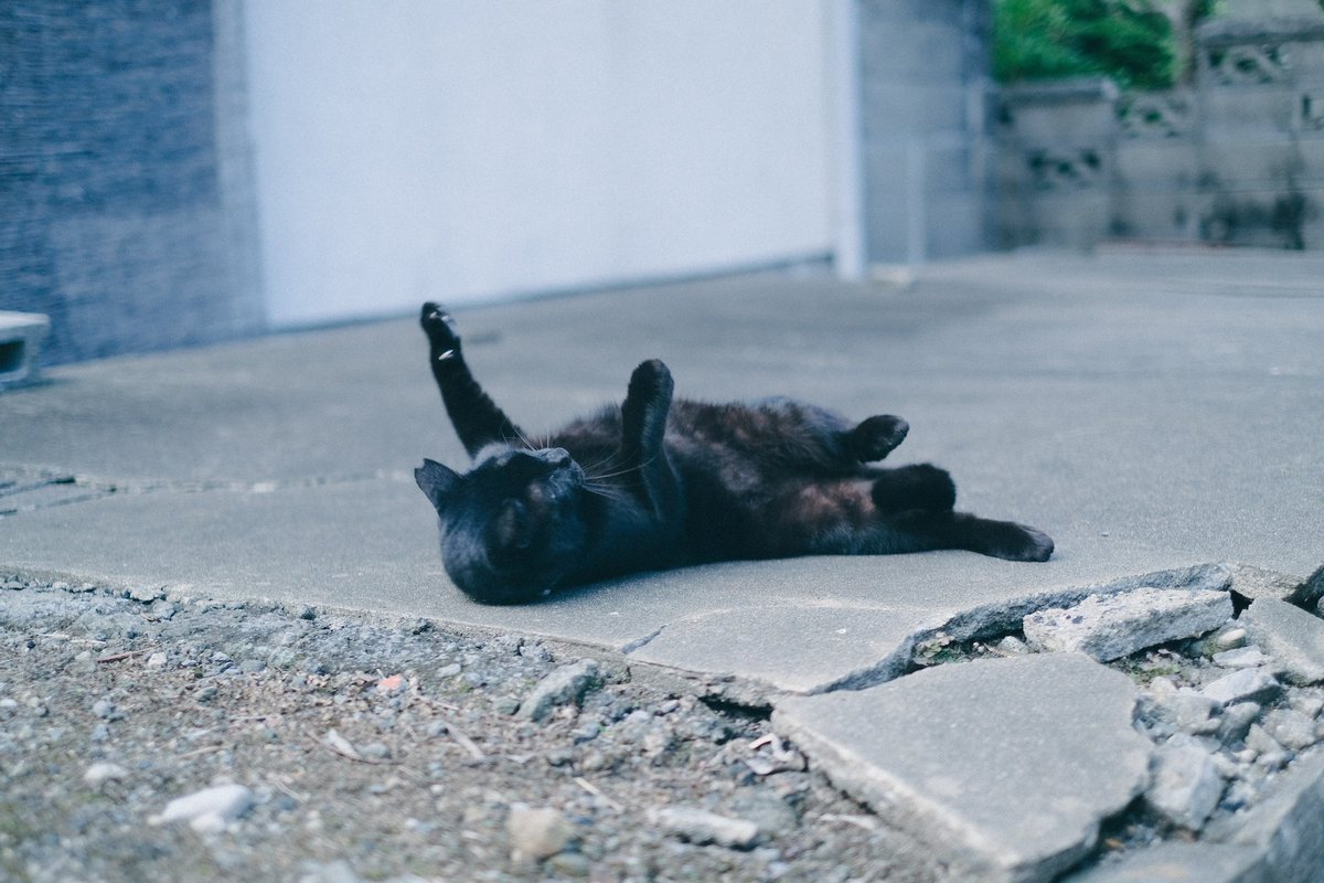 __bluemoon____'s tweet image. 黒猫かわいいなあ