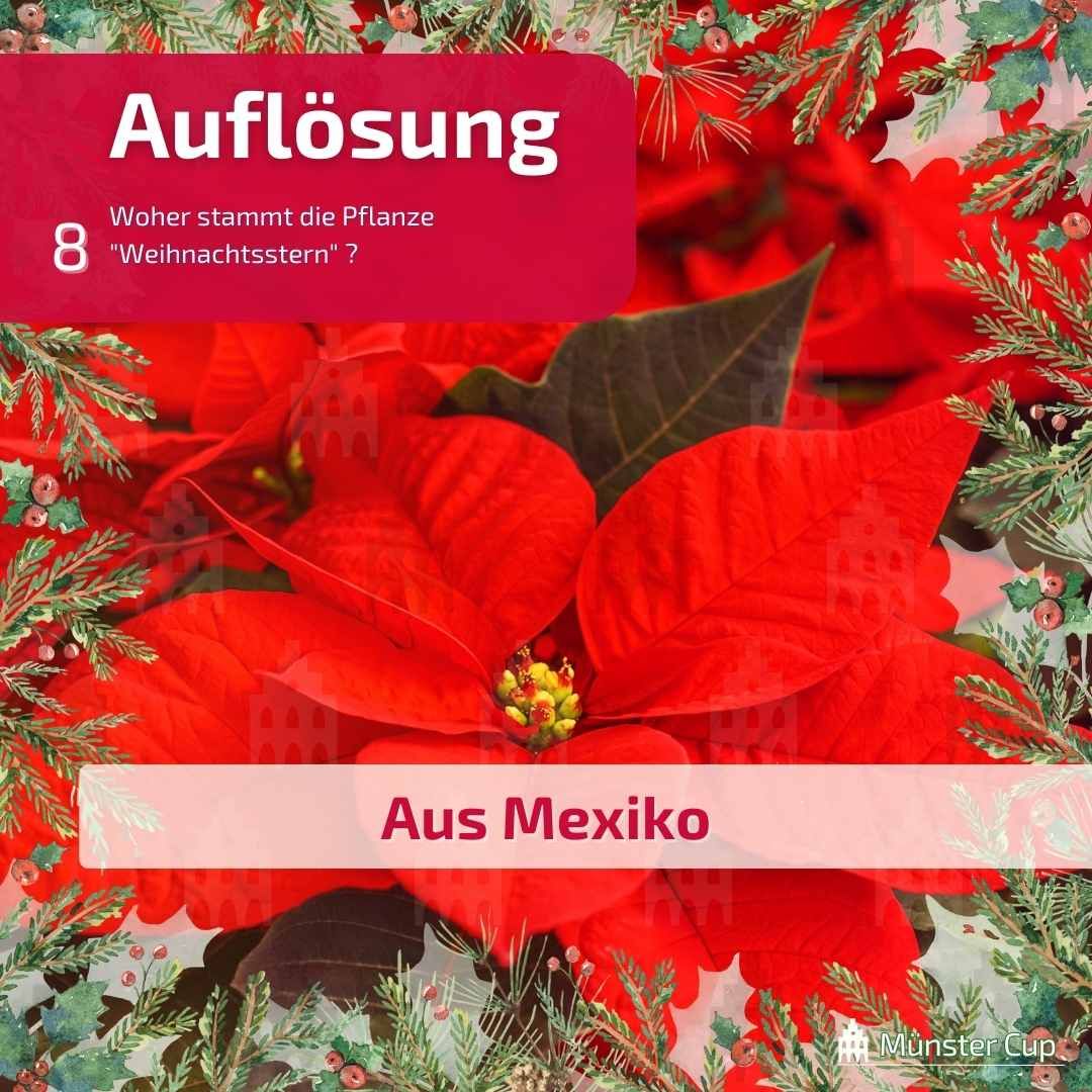 MuensterQuiz's tweet photo. ✨ Magische Wintermomente im @allwetterzoo! 🐘🐒 ✨Seid Ihr schon da gewesen? 
Taucht ein in ein funkelndes Lichtermeer und lasst euch #verzaubern. 
#MünsterCup #MuensterQuiz #Münster #XMASLights #AllwetterzooMünster #Winterzauber #Weihnachtsstimmung #Münster #Lichterfest https://t.co/pkrB8Iv9dk