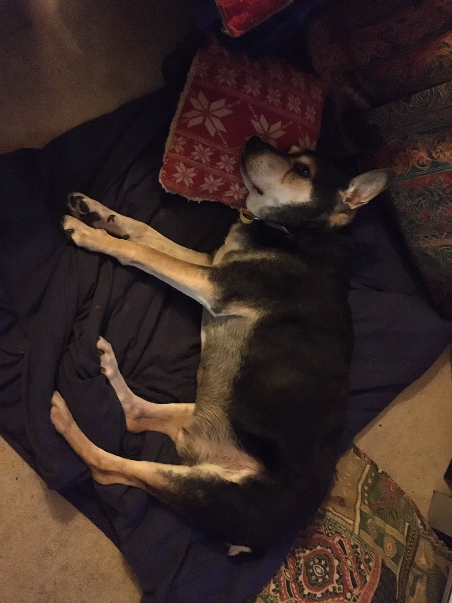 Today I remember my dear pal Radar <a href="/Radar2005/">🌈Radar🌈</a> 🌈❤️