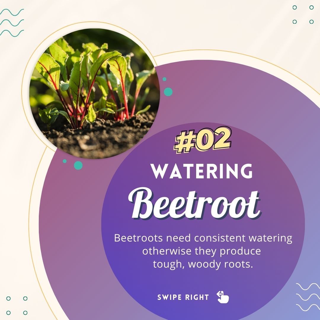 justmetraceyb's tweet image. 💟 Xmas 𝗔𝗱𝘃𝗲𝗻𝘁 𝗖𝗮𝗹𝗲𝗻𝗱𝗮𝗿 - 𝗗𝗮𝘆 9️⃣

Beetroot Top Tips Today!

Beetroot Facts:
1. It is an aphrodisiac,
2. It is a hangover cure,
3. It is one of the sweetest vegetables,
4. Historically beet leaves were eaten not the root.
#beetroot #tips 
#gyo #grow #December