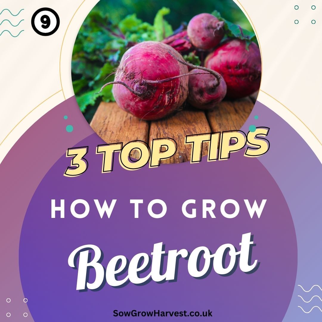 justmetraceyb's tweet image. 💟 Xmas 𝗔𝗱𝘃𝗲𝗻𝘁 𝗖𝗮𝗹𝗲𝗻𝗱𝗮𝗿 - 𝗗𝗮𝘆 9️⃣

Beetroot Top Tips Today!

Beetroot Facts:
1. It is an aphrodisiac,
2. It is a hangover cure,
3. It is one of the sweetest vegetables,
4. Historically beet leaves were eaten not the root.
#beetroot #tips 
#gyo #grow #December