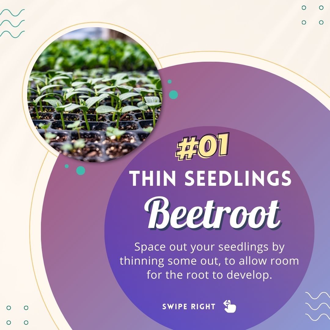 justmetraceyb's tweet image. 💟 Xmas 𝗔𝗱𝘃𝗲𝗻𝘁 𝗖𝗮𝗹𝗲𝗻𝗱𝗮𝗿 - 𝗗𝗮𝘆 9️⃣

Beetroot Top Tips Today!

Beetroot Facts:
1. It is an aphrodisiac,
2. It is a hangover cure,
3. It is one of the sweetest vegetables,
4. Historically beet leaves were eaten not the root.
#beetroot #tips 
#gyo #grow #December