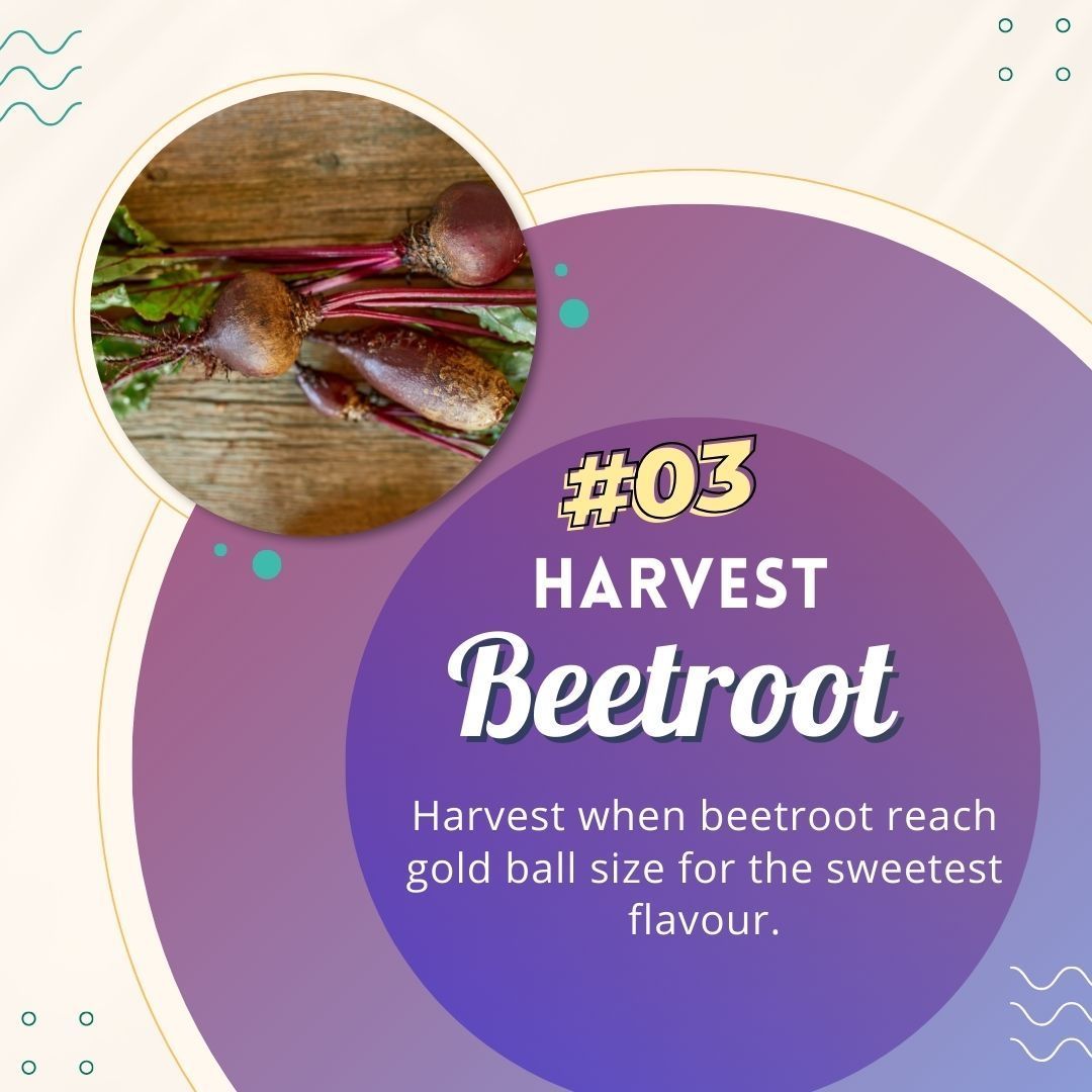 justmetraceyb's tweet image. 💟 Xmas 𝗔𝗱𝘃𝗲𝗻𝘁 𝗖𝗮𝗹𝗲𝗻𝗱𝗮𝗿 - 𝗗𝗮𝘆 9️⃣

Beetroot Top Tips Today!

Beetroot Facts:
1. It is an aphrodisiac,
2. It is a hangover cure,
3. It is one of the sweetest vegetables,
4. Historically beet leaves were eaten not the root.
#beetroot #tips 
#gyo #grow #December