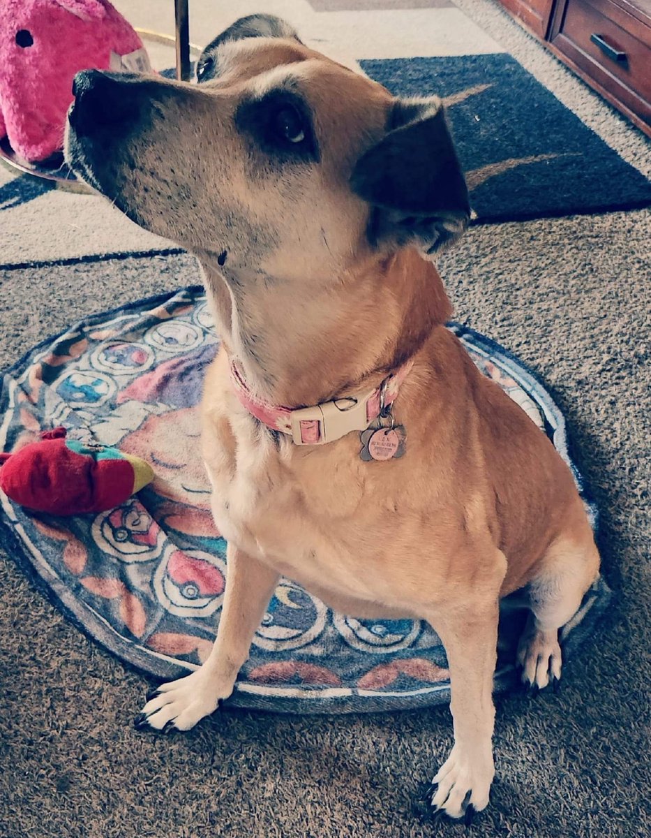 MrSquishee's tweet image. Lost my dog to cancer on Friday.  Worst day of my life followed by the worst weekend. Even 11 was too early for me man. I just want my baby home 😞 id give anything to scratch her belly.

#angelwings #rainbowbridge #dogheaven