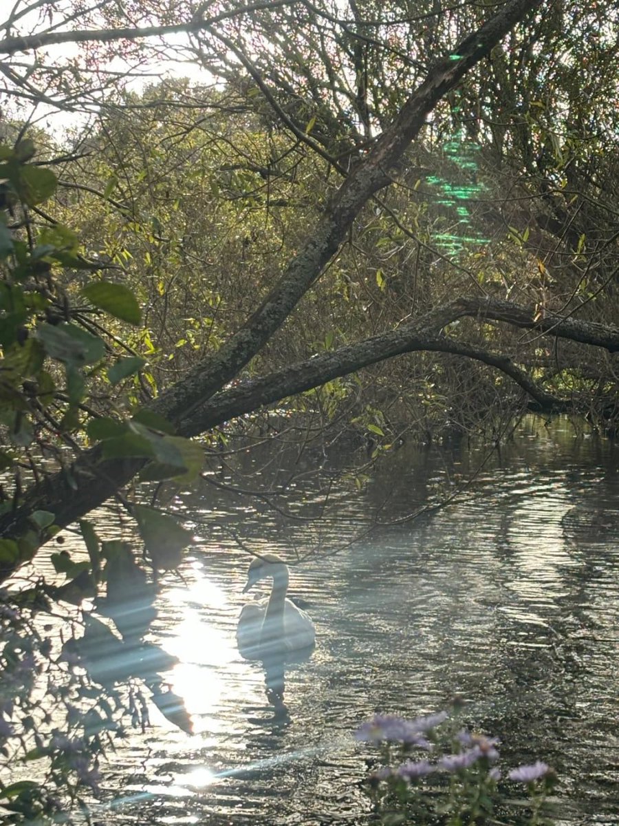 komplex06's tweet image. In a world full of chaos, be like a swan—beautifully calm and effortlessly graceful 💐☺️