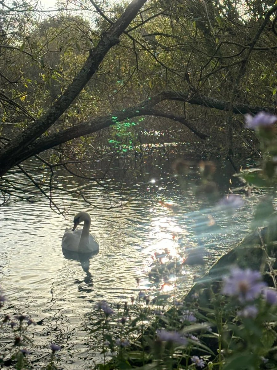 komplex06's tweet image. In a world full of chaos, be like a swan—beautifully calm and effortlessly graceful 💐☺️