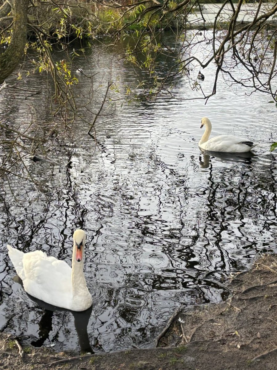 komplex06's tweet image. In a world full of chaos, be like a swan—beautifully calm and effortlessly graceful 💐☺️