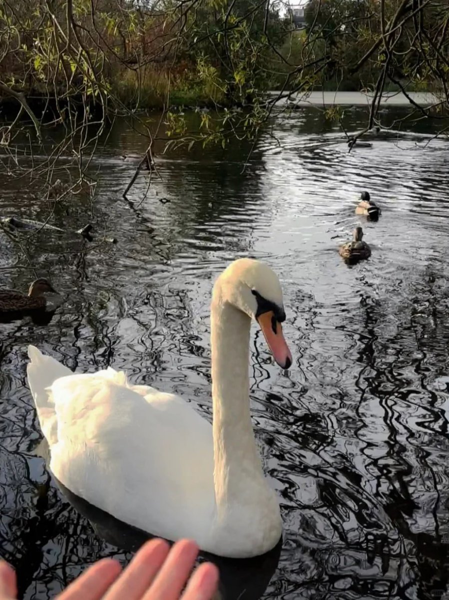 komplex06's tweet image. In a world full of chaos, be like a swan—beautifully calm and effortlessly graceful 💐☺️