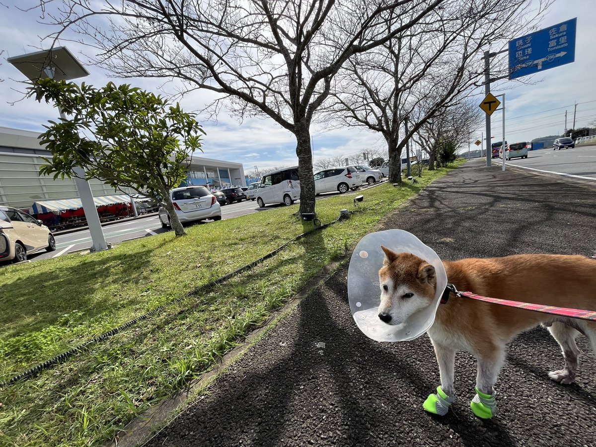千葉  道の駅多古町（たこまち）川縁で休憩☕️しました🐕
#柴犬　#ShibaInu  #道の駅  #多古町
