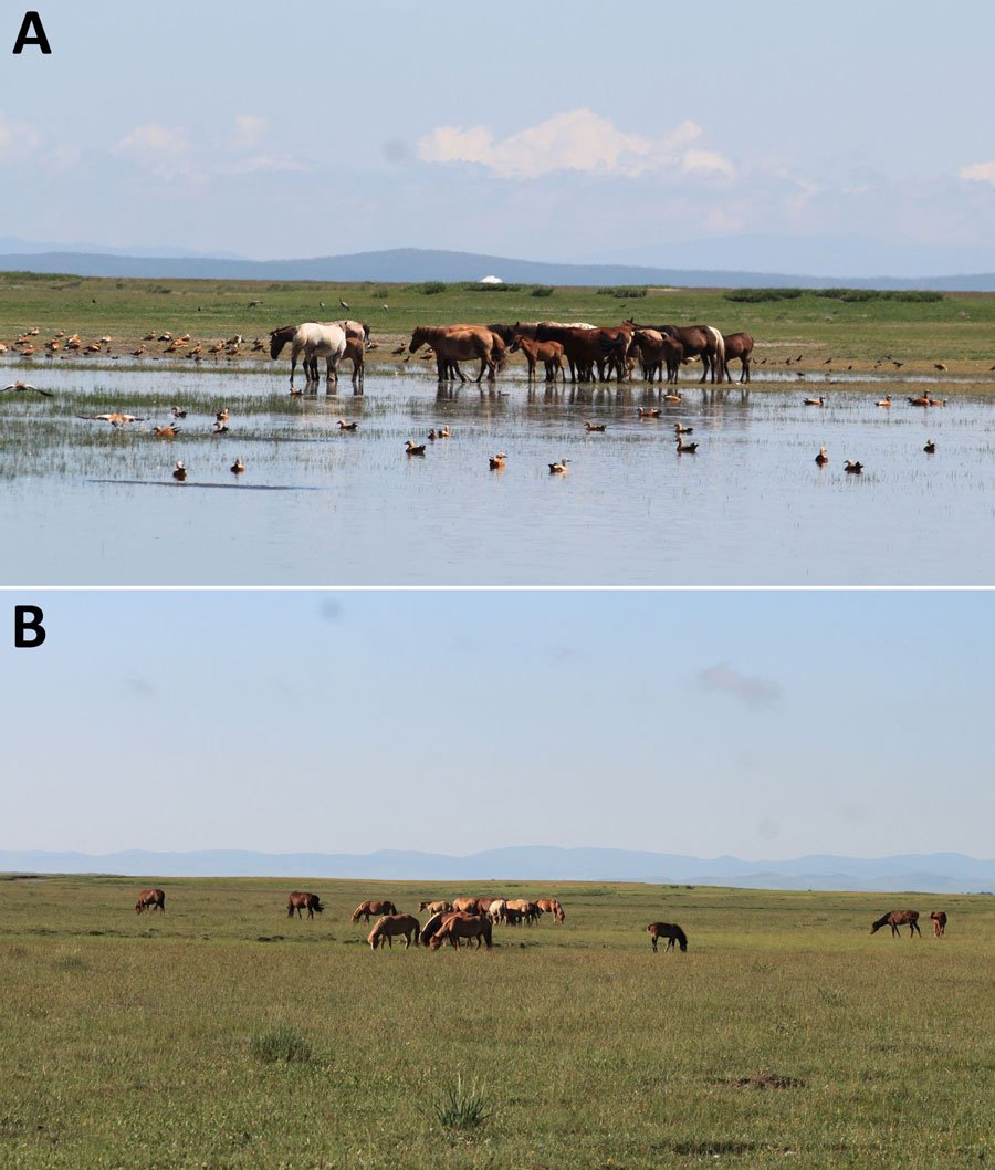 Unexpected: Serologic evidence of H5N1 infection in horses in Mongolia. 10 horses from 24 herds, 3 times per year were tested, with 9 positive using H5 ELISA. No signs of disease.
👉wwwnc.cdc.gov/eid/article/31…
