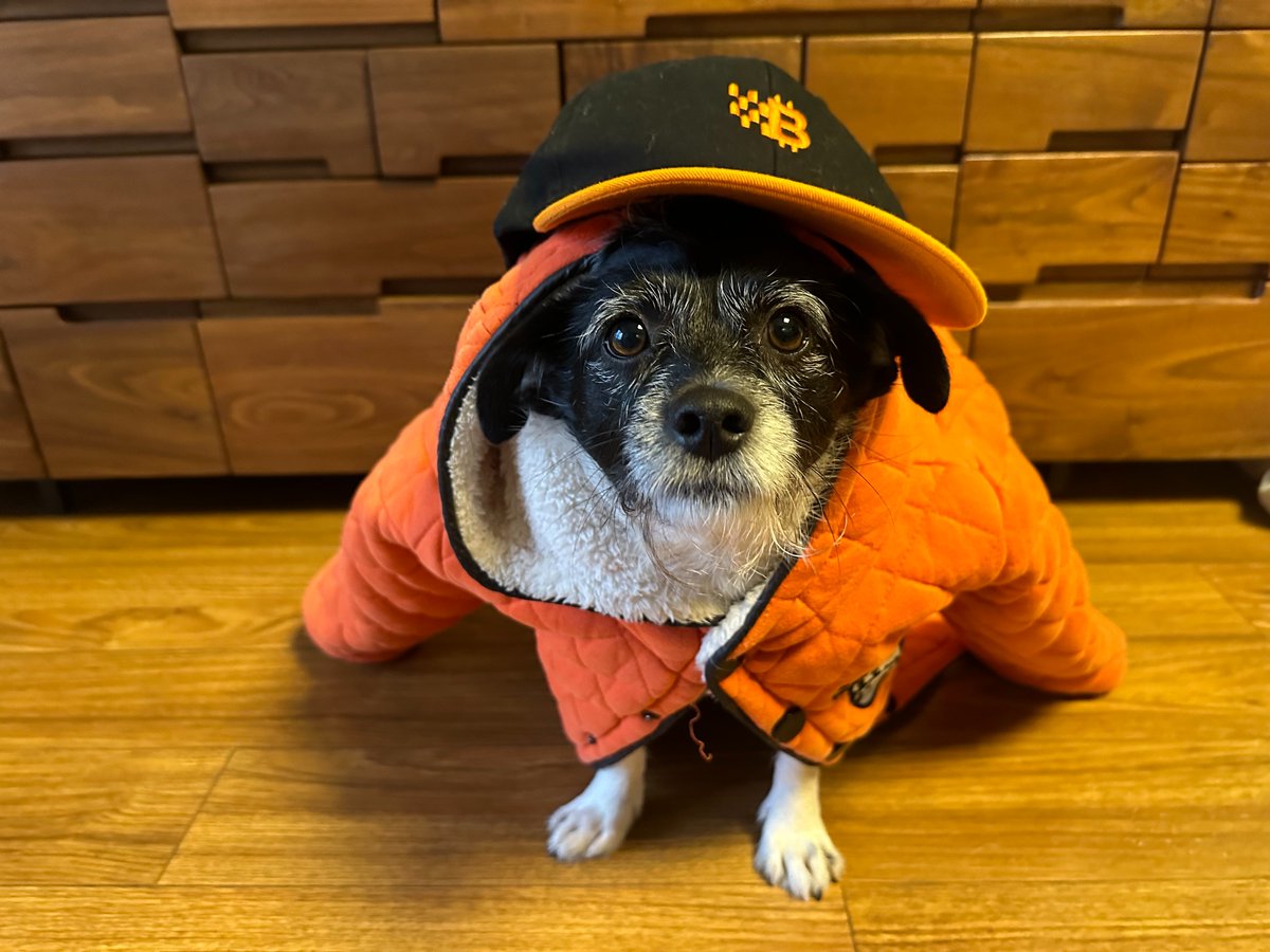 BitlayerLabs's tweet photo. Any question about our fur-ther plan❓ #Bitlayer https://t.co/s6iKwZmvMd