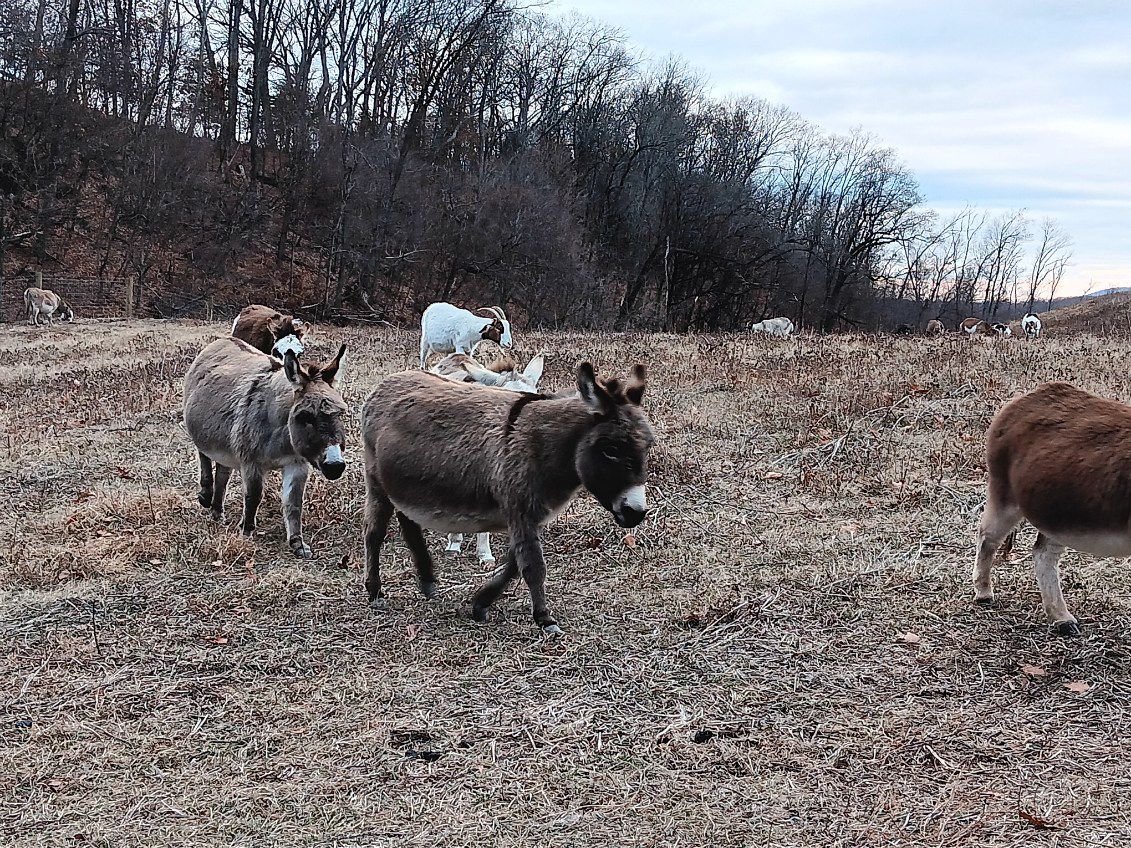 twocansofbeans's tweet photo. Had the pleasure of volunteering with NJ Veg (@newjerseyveg) again. I highly recommend joining their email list if you've ever wanted to cosplay having an animal sanctuary! The people are very welcoming &amp; after the manual work, you get to meet the rescued animals! https://t.co/lynTkhKI66
