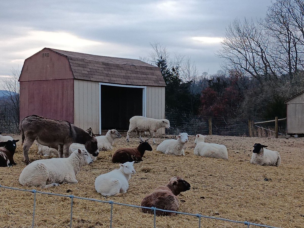 twocansofbeans's tweet photo. There were so many animals running free in an expansive enclosure! 

NJ Veg volunteer events offer a fun &amp; somewhat affordable way to explore places in New Jersey! Many folks make a day trip out of it or stop by a vegan restaurant on the drive home. https://t.co/KK4QpCIxKi