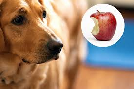 AppleDog_Sol's tweet photo. what is going on inside their head
$DOGA https://t.co/y1rvXxM1A1