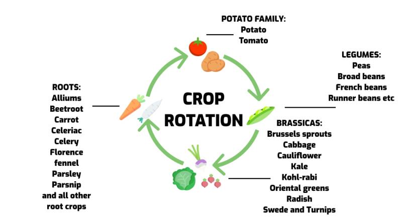 IAfazari's tweet photo. #AGRONOMISTTips Now!
🟢Maximizing Yields with Crop Rotation.
Crop rotation is a simple yet powerful technique to boost soil fertility, reduce pests, and increase overall productivity.
✅Proper rotation= sustainable yields!🌱
Source @AKANYARWANDA_
#Farming https://t.co/NjO56YZYGv