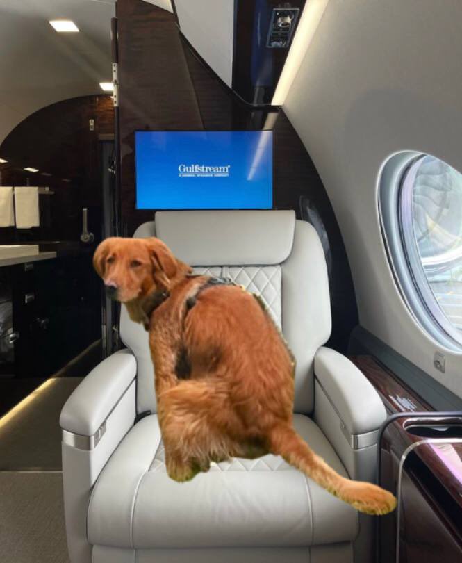 poopermemecoin's tweet photo. A $POOPER lifestyle https://t.co/QWts472DKA