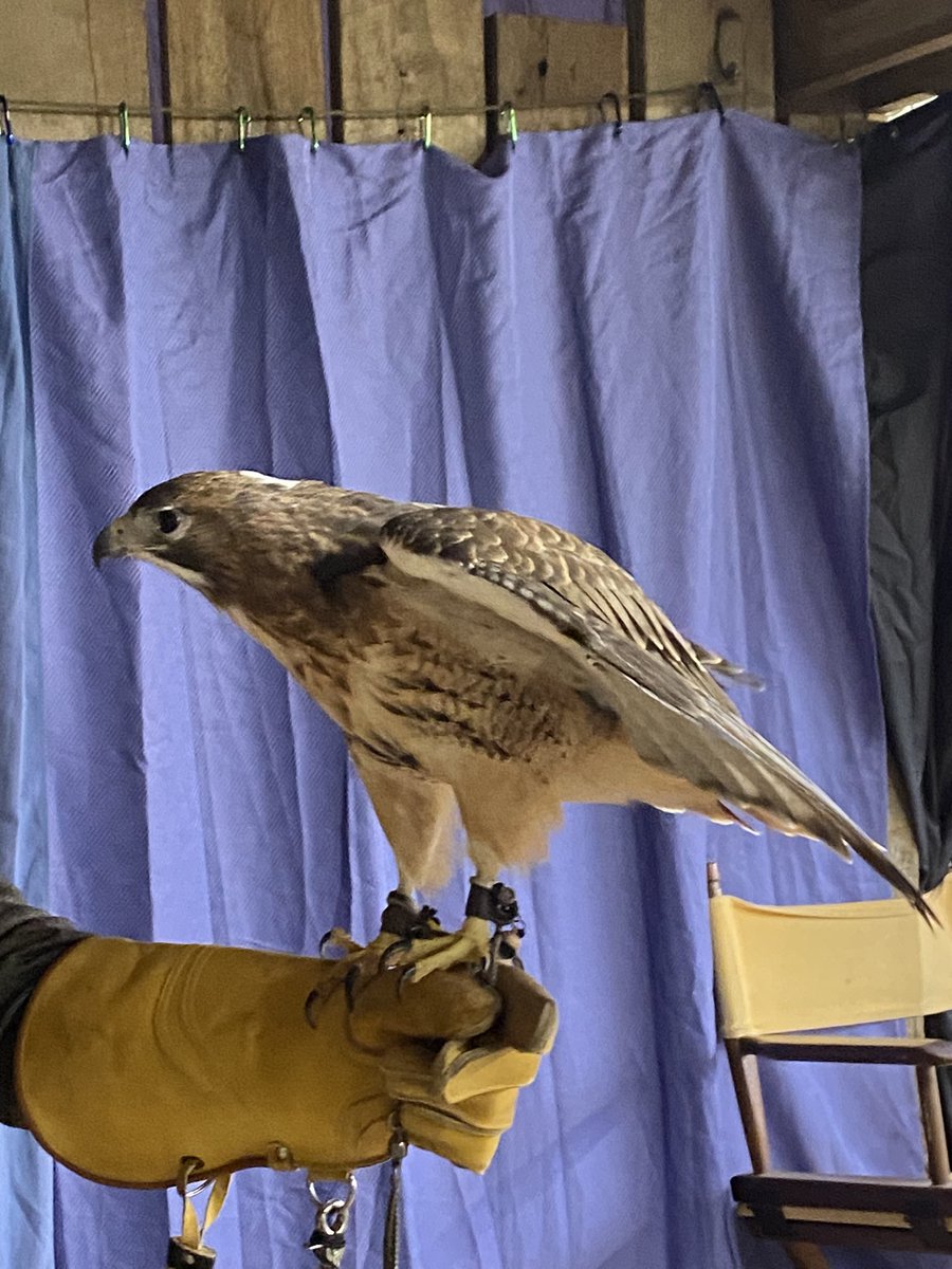 Bathyorographer's tweet photo. Getting to hold Buster, the 22-year-old red-tailed hawk, at the Louisiana Renaissance Faire this weekend! Amazing! https://t.co/fj2xVbXs4m