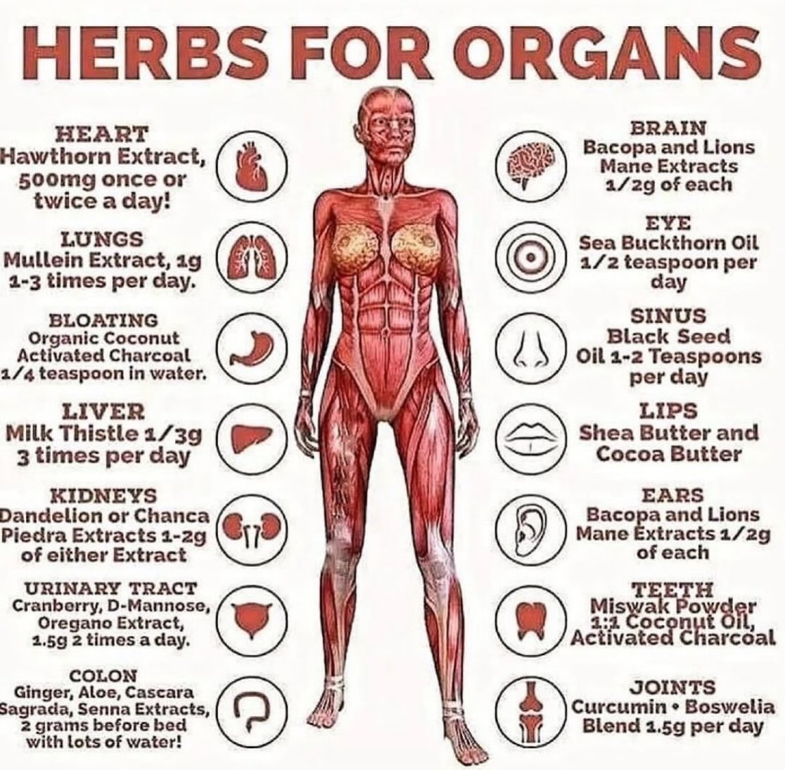 Fred’s Farm | Herbal Wellness 🌿 tweet media