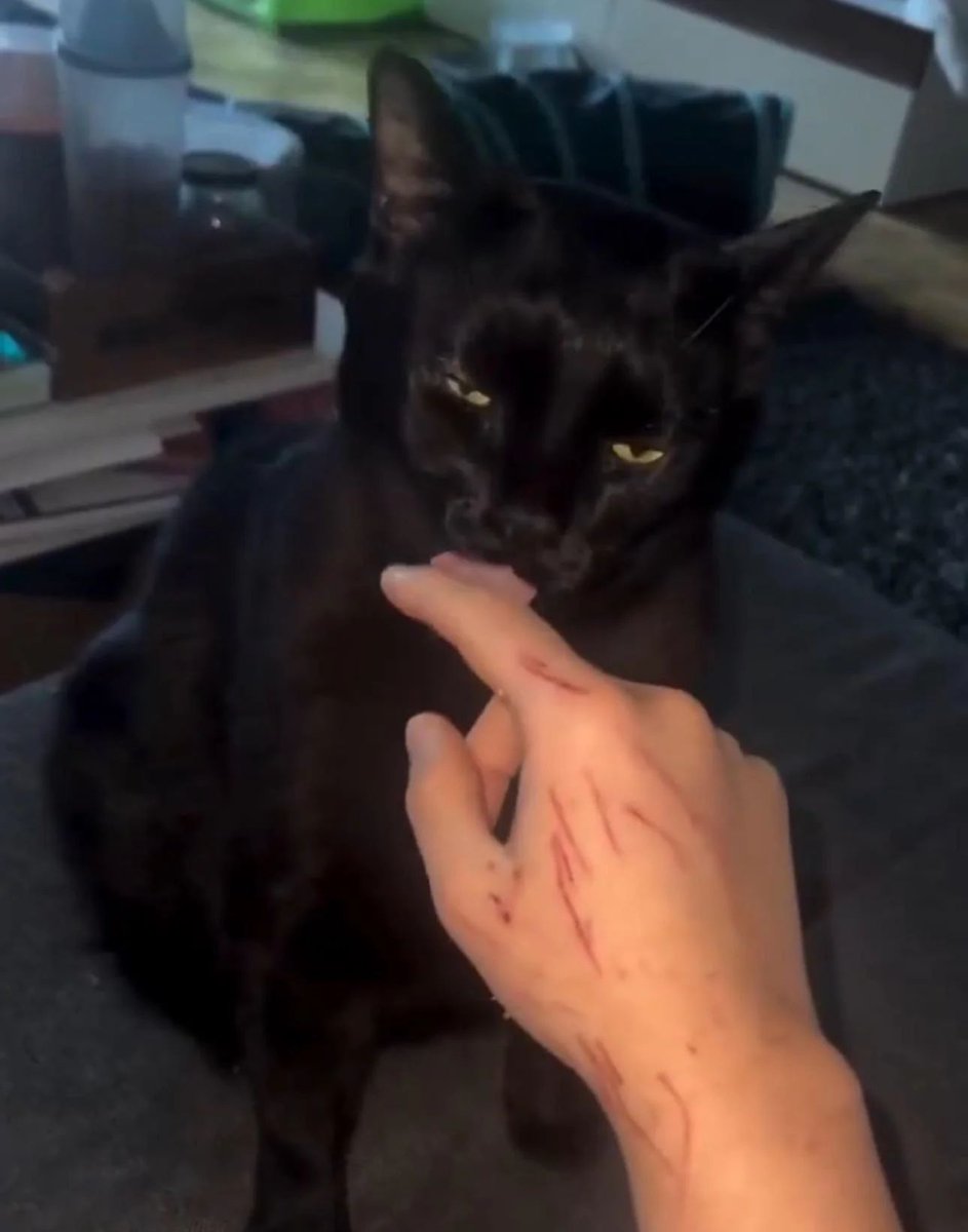 PostsOfCats's tweet photo. Toxic relationship https://t.co/yufZEHuKN8