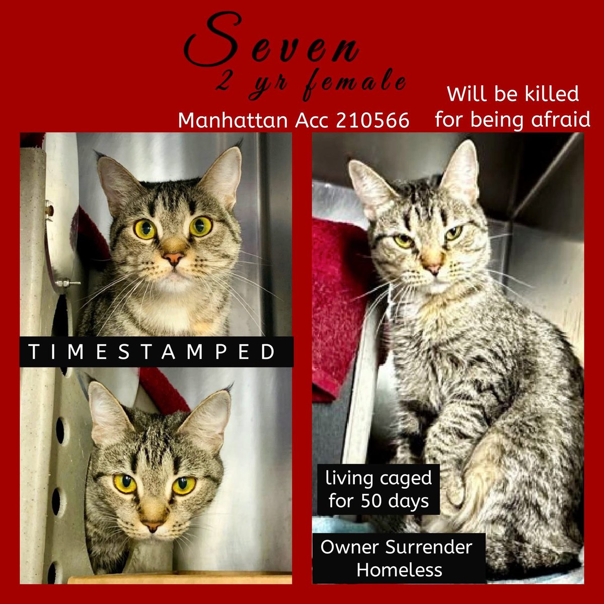 🆘Please RT-adopt-foster! 🆘

SEVEN is on the “emergency placement” list at #ACCNYC and needs out of the shelter by 12 NOON 12/10!

#URGENT #NYC #CATS #NYCACC #TeamKittySOS #AdoptDontShop #CatsOfTwitter 
newhope.shelterbuddy.com/Animal/Profile…
