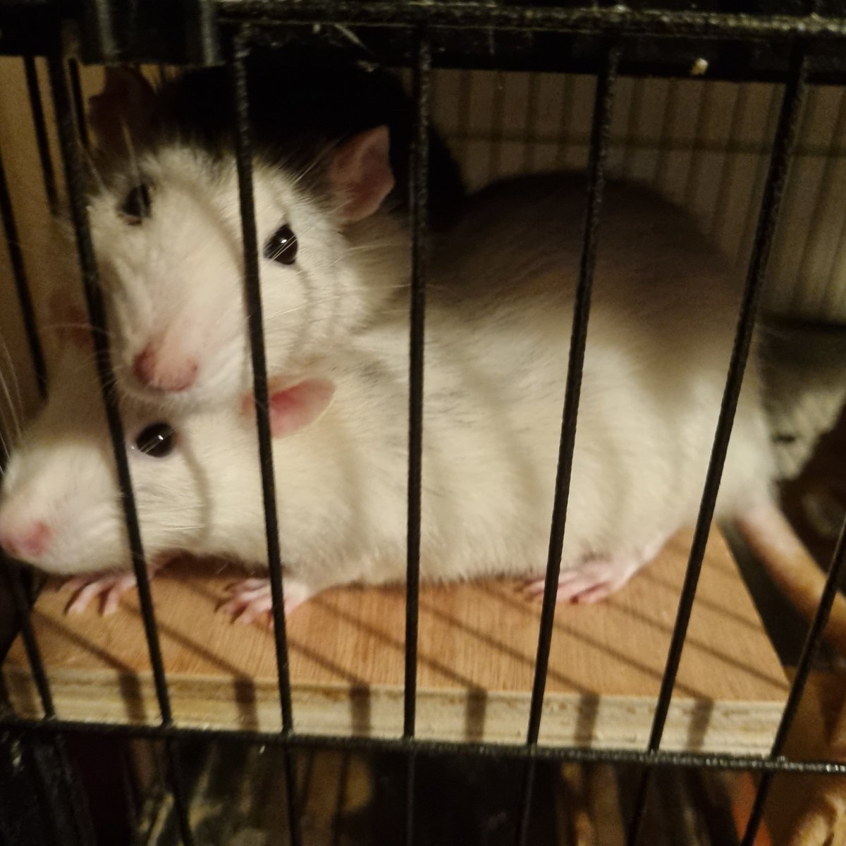 TurpyWerpyArt's tweet photo. Rest in Peace Hinoa, you're with your sister now, eating all the treats and snacks you desire and get all the cuddles you want.

I'm going to miss you both so terribly 💔 https://t.co/id4OwxTuL8