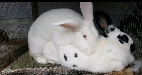 AgriHopper's tweet image. It’s breeding season! Learn about best practices to maximize your rabbit farm's productivity. Join us for tips and tricks #RabbitBreeding #AgriHopper #Agriculture