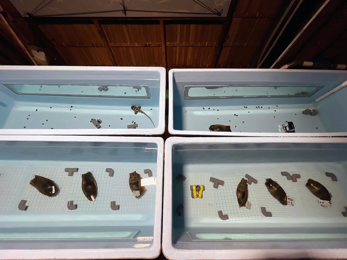 ReShark (@resharkorg) on Twitter photo We’re thrilled to welcome <a href="/SeaWorldAU/">Sea World, Gold Coast, Australia experiences</a> as the newest breeder for the StAR Project! We have just received the first shipment of leopard shark eggs from <a href="/SeaWorldAU/">Sea World, Gold Coast, Australia experiences</a> 🇦🇺
This latest shipment also includes more eggs from <a href="/GeorgiaAquarium/">Georgia Aquarium</a> & <a href="/shark_reef/">Shark Reef Aquarium</a> 🇺🇸 We’re thrilled to welcome <a href="/SeaWorldAU/">Sea World, Gold Coast, Australia experiences</a> as the newest breeder for the StAR Project! We have just received the first shipment of leopard shark eggs from <a href="/SeaWorldAU/">Sea World, Gold Coast, Australia experiences</a> 🇦🇺
This latest shipment also includes more eggs from <a href="/GeorgiaAquarium/">Georgia Aquarium</a> & <a href="/shark_reef/">Shark Reef Aquarium</a> 🇺🇸
