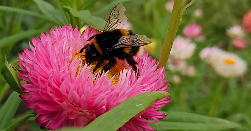 BeeAllAboutIt's tweet photo. We like Bees 🐝
Follow us for more Bees daily.
Repost https://t.co/BdAaqu2koB