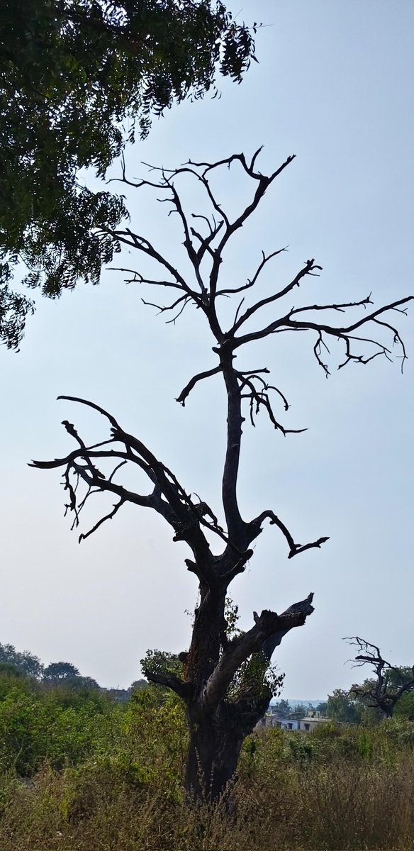 निसर्ग Nature (@nature__bird) on Twitter photo महाराष्ट्रातील आसेही एक गाव....
या गावच्या शिवच्या आतमध्ये आशी हजारो झाडे वाळलेली व साबुतपणे उभी आहेत या वाळलेल्या झाडाची लहानातील लहान फांद्याही झाडावरच आहेत.
ही वाळलेली हजारो झाडे 300-500 वर्षे वयांची आहेत.
#वाळलेल्याझाडांचेगाव
<a href="/MahaForest/">Maha Forest Official</a> महाराष्ट्रातील आसेही एक गाव....
या गावच्या शिवच्या आतमध्ये आशी हजारो झाडे वाळलेली व साबुतपणे उभी आहेत या वाळलेल्या झाडाची लहानातील लहान फांद्याही झाडावरच आहेत.
ही वाळलेली हजारो झाडे 300-500 वर्षे वयांची आहेत.
#वाळलेल्याझाडांचेगाव
<a href="/MahaForest/">Maha Forest Official</a>