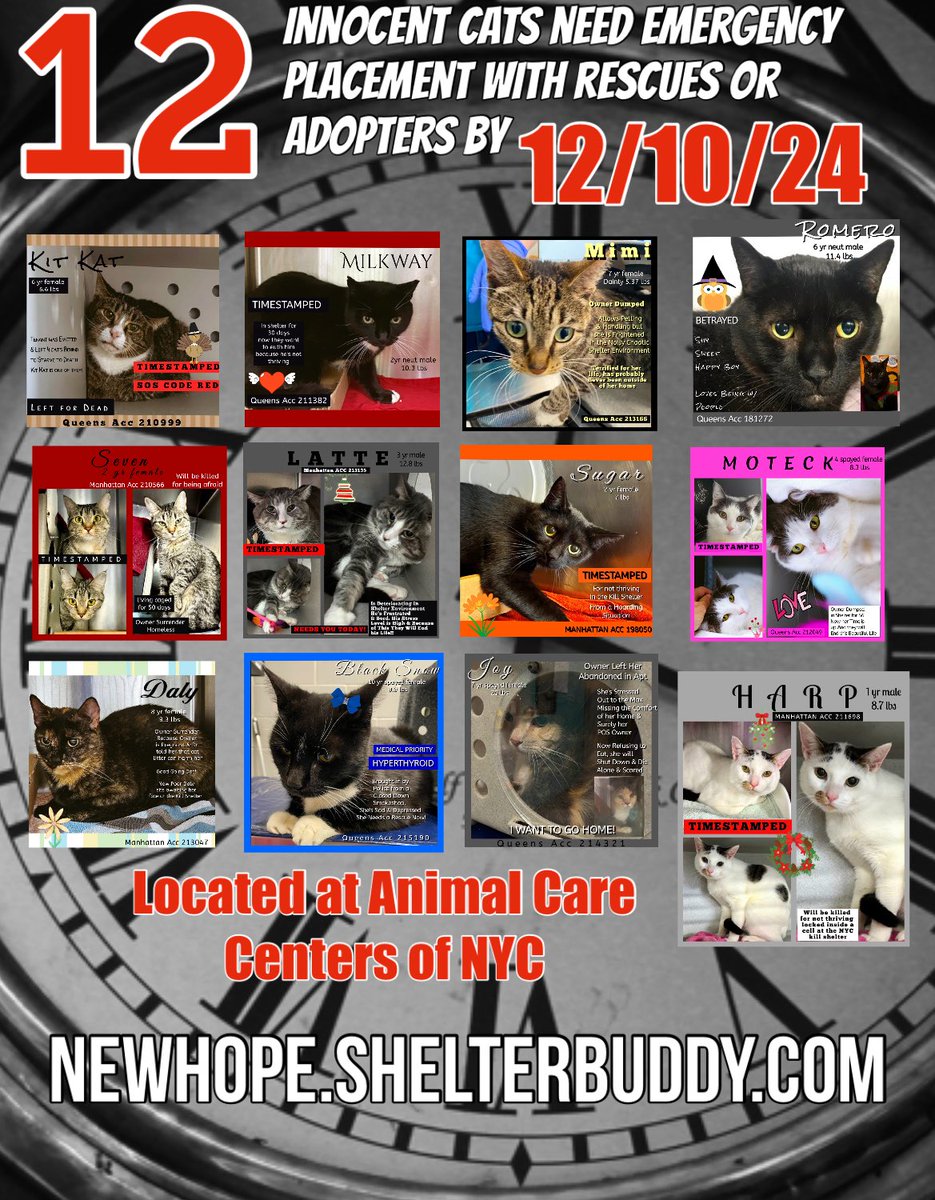 🆘Please RT-adopt-foster! 🆘

*12* innocent lives are on the “emergency placement” list at #ACCNYC and need out of the shelter by 12 NOON 12/10!

#URGENT #NYC #CATS #NYCACC #TeamKittySOS #AdoptDontShop #CatsOfTwitter 

newhope.shelterbuddy.com