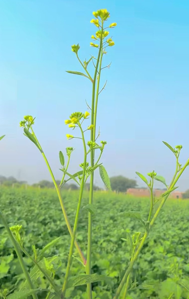सुबह-सुबह गांव में खेत का नजारा "सरसों"