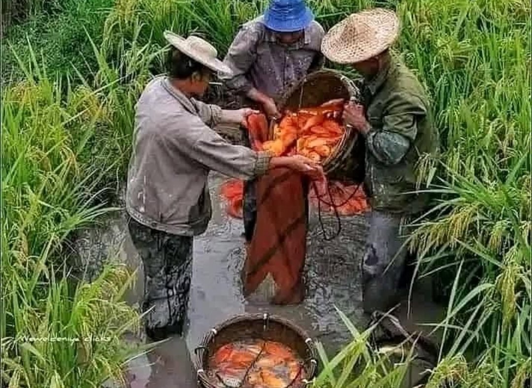 meinitadmk79's tweet photo. Rabu, 06 November 2024
Panen ikan mas di pokdakan Serep Jaya kelurahan Nagahuta Timur kec. Siantar Marimbun
Panen 120 kg size 2-3 ekor /kg.harga Rp. 38.000/kg.padat tebar 450 ekor. 
#LuhkanKotaPematangsiantar
#GiatLuhkanSatminkalMedan
#BPPPSDMKKP. https://t.co/0VCKlOYeu2