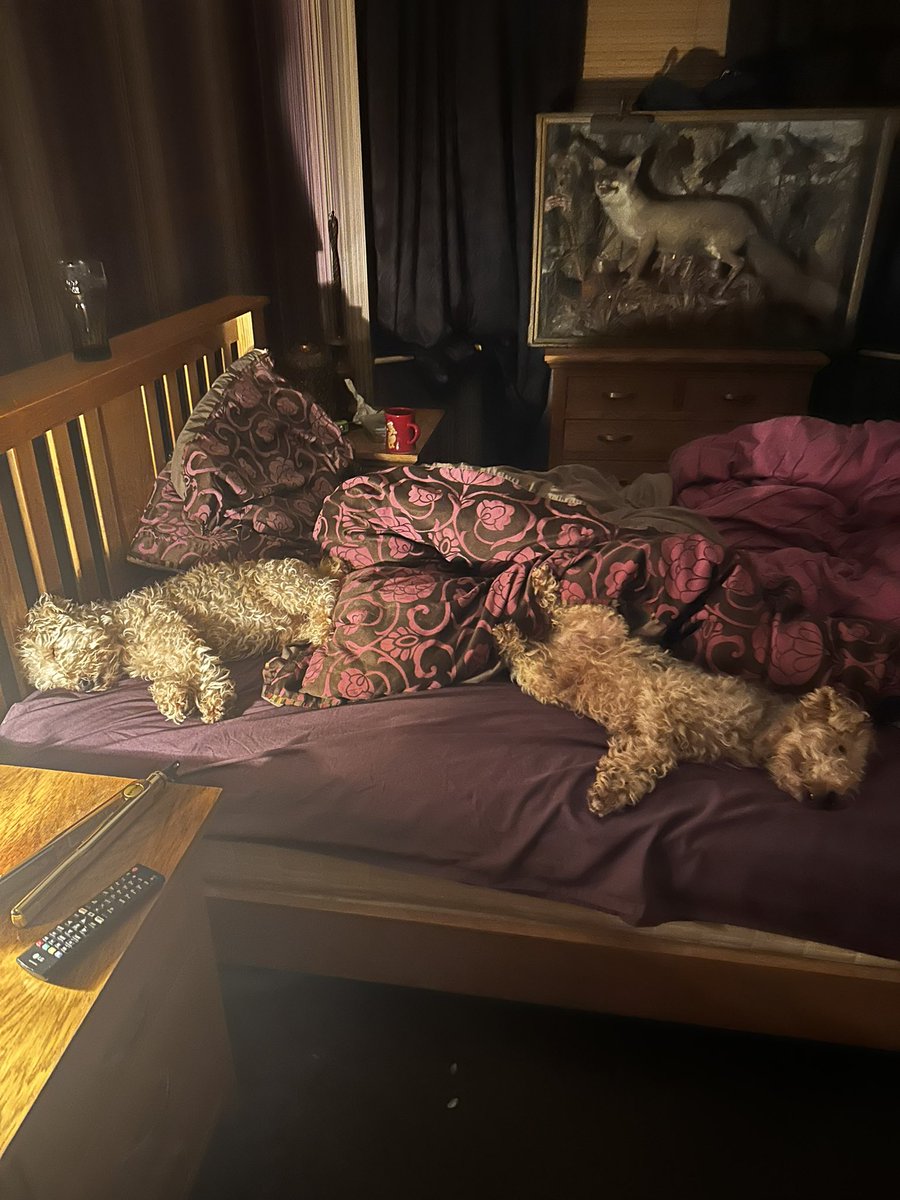 Pals sometimes me and my brother can sleep peacefully on the same bed together 💤💤💤