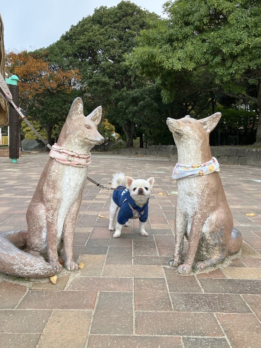 fukusuke141122's tweet photo. コンにちワン！

#ペキチー #チワワ
#ペキニーズ https://t.co/Z6Lm4lNEeh