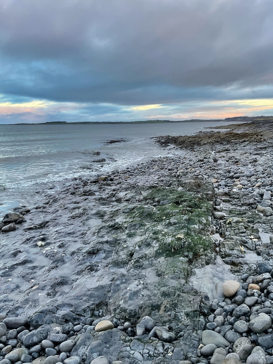 violadono's tweet photo. Last Sunday  I found solace amidst the whirlwind of life's challenges on an impromptu trip to Rosses Point beach with my darling husband (who sat and played cards on his iPad while I foraged on the beach.)
The gentle lapping of waves, the crisp tang of sea air, and the meditative crunch of my boots on the rocky shore provided an escape I hadn't realised I needed. #seaweed #foraging #Sligo https://t.co/yQQRYAuzK8