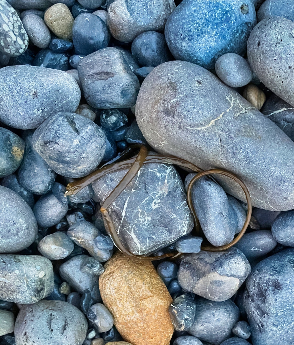 violadono's tweet photo. Last Sunday  I found solace amidst the whirlwind of life's challenges on an impromptu trip to Rosses Point beach with my darling husband (who sat and played cards on his iPad while I foraged on the beach.)
The gentle lapping of waves, the crisp tang of sea air, and the meditative crunch of my boots on the rocky shore provided an escape I hadn't realised I needed. #seaweed #foraging #Sligo https://t.co/yQQRYAuzK8