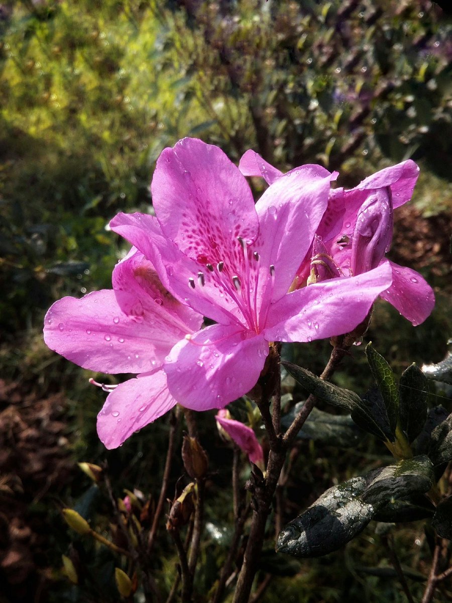 akom25785's tweet image. 