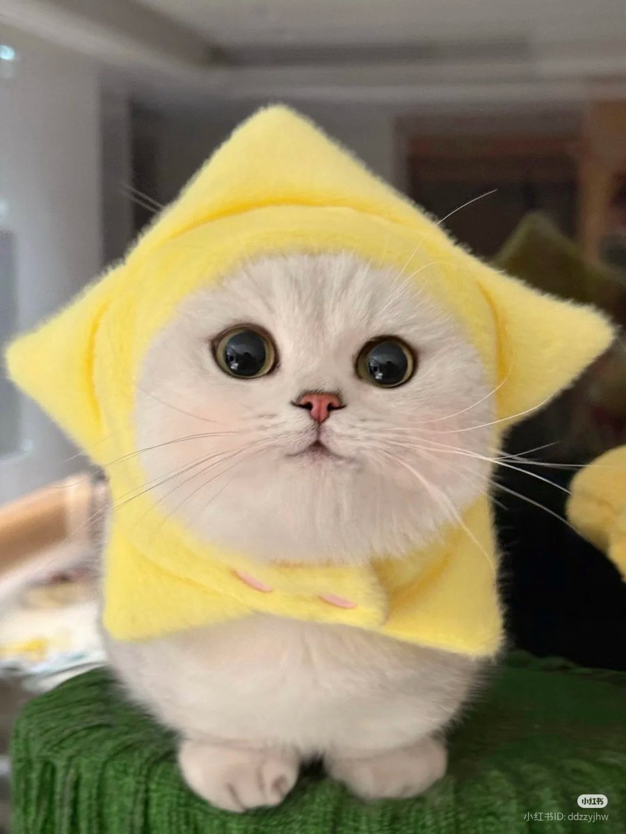 No Context Cats tweet media