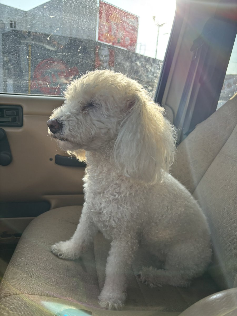 maarcelad's tweet photo. Mi copilotita por siempre 🐶❣️ https://t.co/cTuifQr5FB