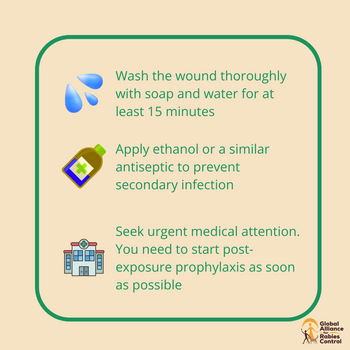If Bitten, Act Fast

Seek medical attention if you are bitten, scratched, licked by a seal, dog, or any animal that is aggressive or behaving abnormally. Inform health professionals about the potential #rabies exposure.
#RabiesSafety #GetCareFast #StayInformed
Image credit: GARC