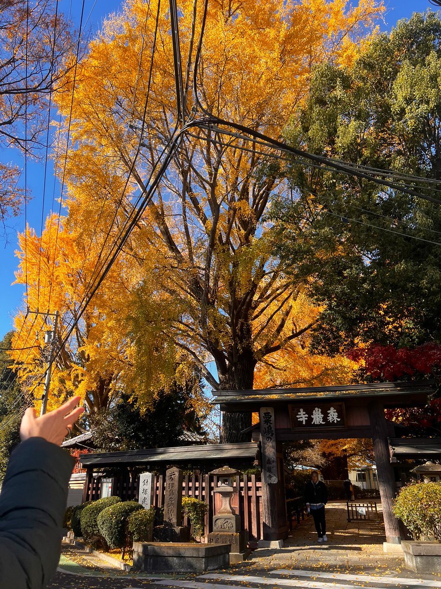 helloitsashie's tweet photo. fave lunch, tree, cat &amp; tea 🍵 🐱 🍱 https://t.co/QS1GtiAbwR