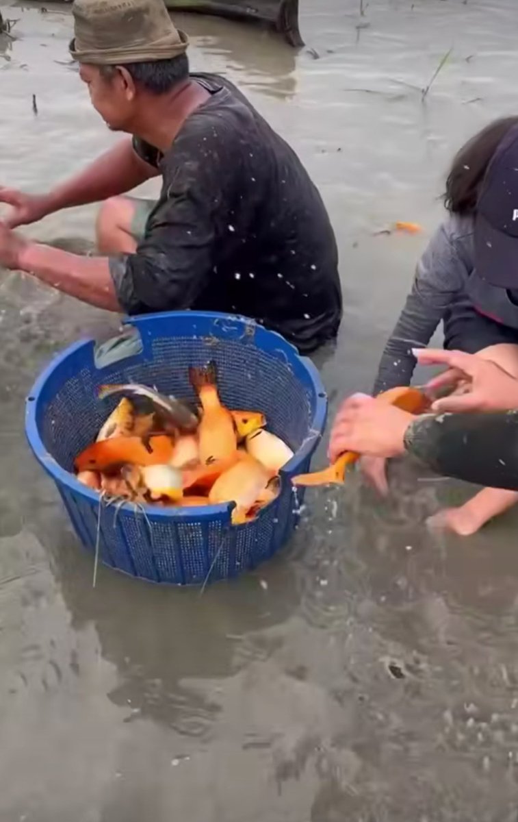 meinitadmk79's tweet photo. Selasa, 19 November 2024
Panen ikan mas di pokdakan Amora Fish kelurahan Tanjung pinggir kec. Siantar Martoba. 
Panen 120 kg, size 2-3 ekor /kg. Harga Rp. 38.000/kg. Padat tebar 450 ekor. 
#LuhkanKotaPematangsiantar
#GiatLuhkanSatminkalMedan
#BPPPSDMKKP. https://t.co/A6B4n5tDjp