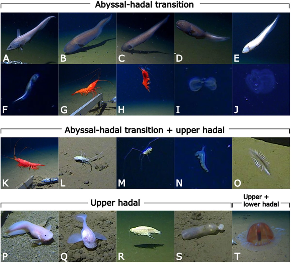 deepseauwa's tweet photo. 🐟NEW PAPER ALERT 🪼
Vertical zonation and environmental drivers of 
North-West Pacific abyssal and hadal mobile faunal communities

Led by @DJBSwan 
@uwanews 
@Hadalbloke 
https://t.co/ddaXVuAmFk https://t.co/iNPF928RXu