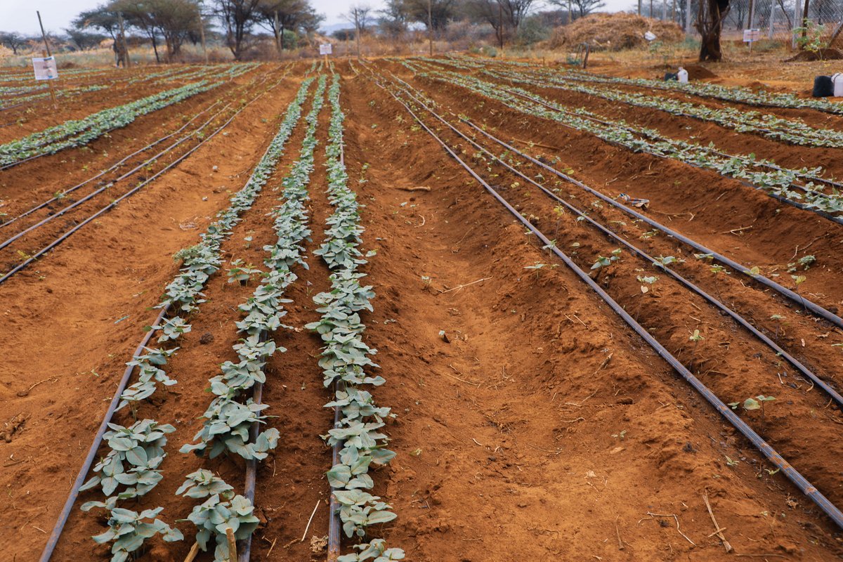 🤝18 SILC groups &amp; financial inclusion programs strengthened in Attan! Savings of KES 400,000 shared, empowering households to invest in education &amp; farming.