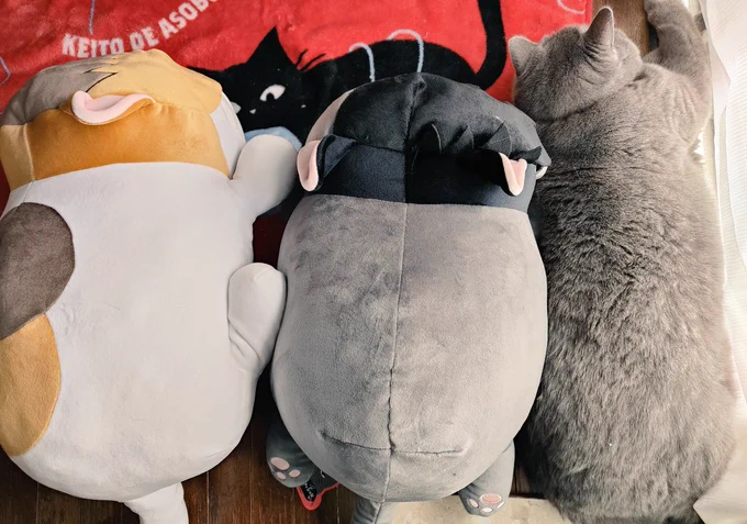 うちの猫ちゃんこのサイズ感だけど入るかな… 